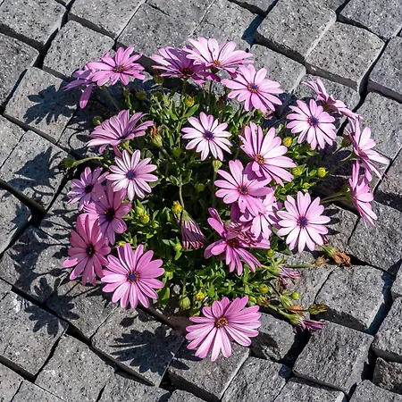 Jori Vista Dom wakacyjny