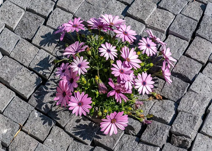 Jori Vista Holiday home